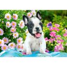 Francia bulldog kiskutya - 500 darabos Puzzle (B-53650)