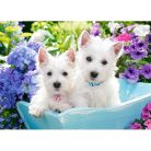 Westie kiskutyák - 60 darabos Puzzle (B-066100)