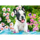 Francia bulldog kiskutya - 70 darabos Puzzle (B-070152)