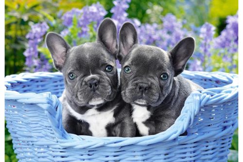 Francia Bulldog - 1000 darabos Puzzle (C-104246-2)