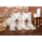 Samoyed kölykök köszönnek - 1000 darabos Puzzle (C-105137-2)